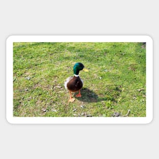 A Cute Mallard Duck Waiting To Be Fed, Staring Sticker